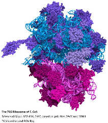 70s-ribosome.3.jpg