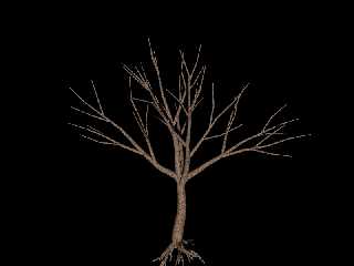 tree3.jpg