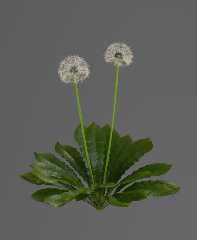 dandelion.jpg