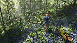 bluebell wood.jpg