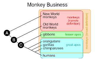 monkeys.png