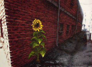 sunflower-alley.jpg